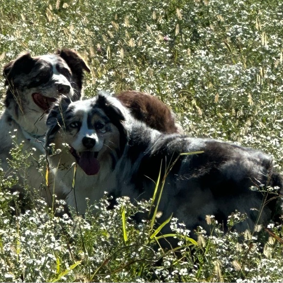 Meet your Posher, Brenda - Picture 5 of 5